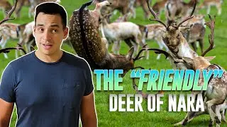 A Park You NEED to Visit In Japan 2022 | Nara Deer Park | Japan Travel