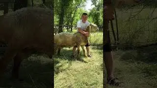 АБРОЙ 🔥🔥🔥 #арашан #гиссар #animals