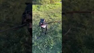 Новый день-новые палки