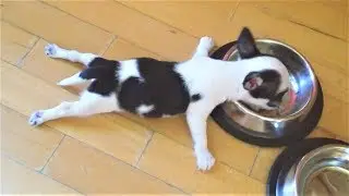😁Приколы.Смешные животные. Приколы 2018. Лучшие приколы 2018. Свежие приколы 2018.