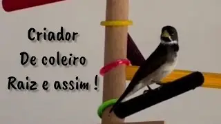 CARIOCA COLEIRO! SINGING A LOT #coleiro #papacapim #chebasetobos
