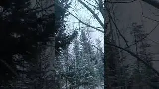 Заготовка новогодних ёлок в аномальной зоне 😯🌲😄 #ЖизньВОбщине #сибирскаяглубинка