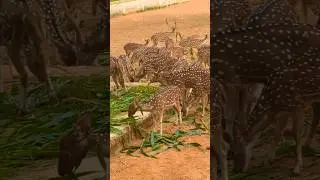 Deer 
