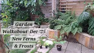 No. 117 - Garden Walkabout Dec '25 - New Ferns and Frosts 