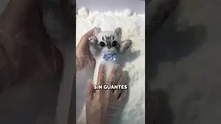 ¡Así se hacen los Peluches! 😱😍