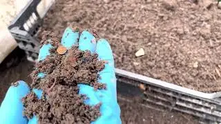 Красный калифорнийский червь.Биогумус.