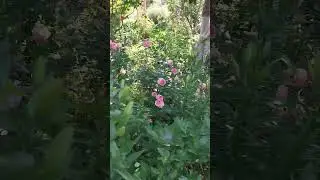сад июль