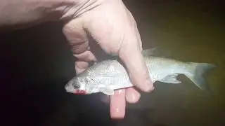 Вода кипит от рыбы. Рыбы кусают за ноги.