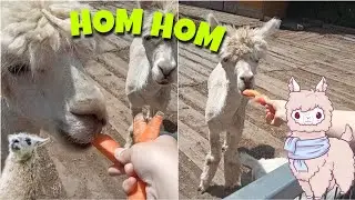 (VLOG) - Годуємо Лам 🦙🥕 - Прогулянки з Дашою