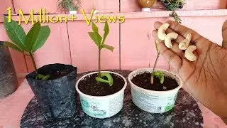How to grow Cashew tree from seed at home; काजू घर पे भी ऊगा सकते हैं आसानी से : Fast & Easy