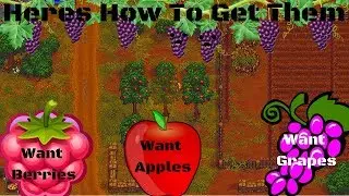 How to get Berries apples and grapes ( Graveyard Keeper )