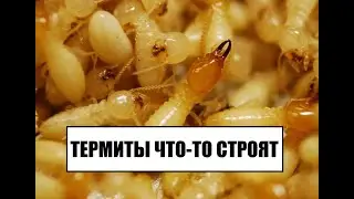 Большая семья маленьких термитов Coptotermes formosanus (Formosan subterranean termites colony)