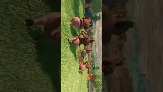 Hog-Rider VR360° Video | Clash Of Clans