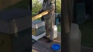 Как избежать потравы пчел Потрава пчел, как защитить пасеку 