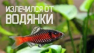 ВОДЯНКА / Болезни аквариумных рыб