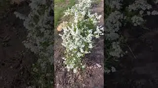 ЖИВАЯ ИЗГОРОДЬ- серая спирея- первый год цветения/ БЕЛЫЕ ТЮЛЬПАНЫ