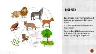 What is Ecosystem