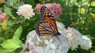 Kupu-Kupu Raja Resmi Terancam Punah