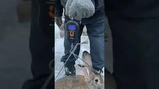 🔥Взвешиваем  кроликов!🔥
