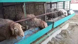🙈Поидани Гусфанд Куй бокиш уй шароида