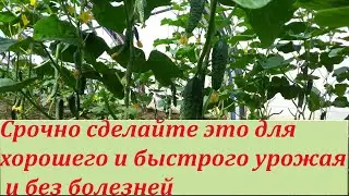 СРОЧНО СДЕЛАЙТЕ ЭТО С ОГУРЦАМИ ДЛЯ БЫСТРОГО РОСТА И РАННЕГО УРОЖАЯ БЕЗ БОЛЕЗНЕЙ
