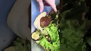 Мох, мошки и Улитки