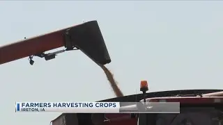Farmers Harvesting Crops