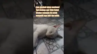Saya tidak membenci orang yg pernah menyakiti saya saya menjauh agar tidak dendam  #katamotivasi