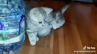 Невозмутимая.