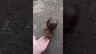 Кормление белок #екатеринбург #рекомендации #funny