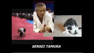 EL UKEMI DE SENSEI TAMURA VS UN GATO
