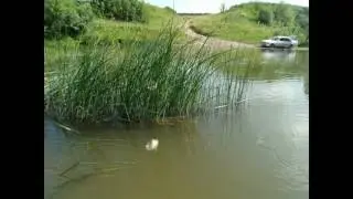 Пескари НСО Мамоново р. Бердь