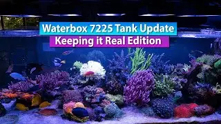 Waterbox 7225 Tank update - Keeping It Real - Reef Tank Tour