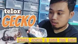 telor geckonya sudah menetas padahal di kamar suhunya dingin