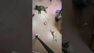 My cats in Lazy Mode