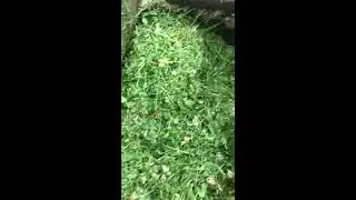 Мышиный Симбиоз! /    !Rat Symbiosis!