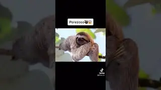 Los Animales Mojados Dan Mucho Miedo... 