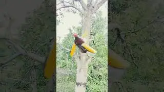 очень смелый видно Стёрд #avatar #bobik #dancemoves #minions #meme