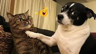 Ultimate Funny Cats 2026 🐱 | Funniest Viral Cat Videos, Epic Fails & Cute Kittens – TRY NOT TO LAUGH