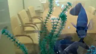 Астронотус чмырит пиранью
