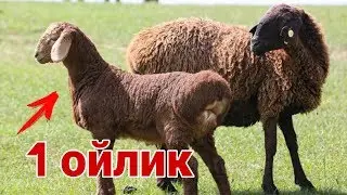 Хисори куйлар купайтириш | Гиссар койлор | Абдуллох Атабаев