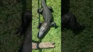 Training an ALLIGATOR!
