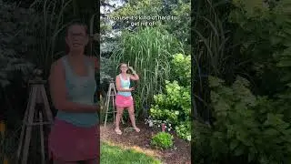 Miscanthus Giganteus is a robust perennial grass