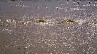 Sea Monsters of Florida : Documentary on the Mysterious Creatures of the Water in Florida