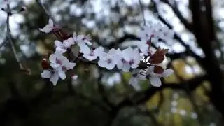 Park Nature On A Windy Day / HD FREE to use FOOTAGE