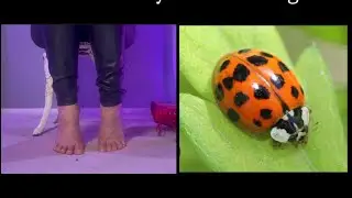 Accidentally crushed a Bug while filming…