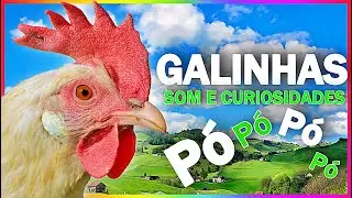 SOM DE GALINHAS  E SUAS CURIOSIDADES .
