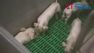 Сайгатино