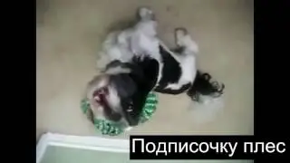 Собака feat. Норман О'Брайен (Зима )