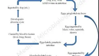 Echinococcus multilocularis lecture